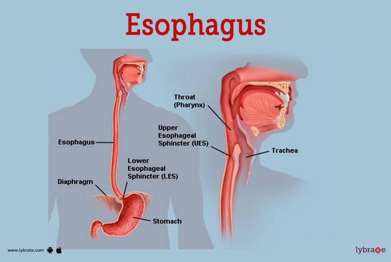 esophagus diagram labeled