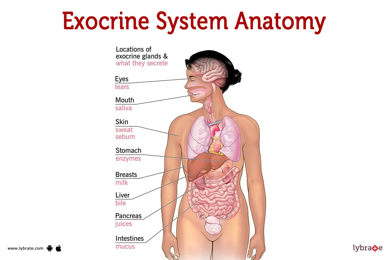 endocrine gland vs exocrine gland