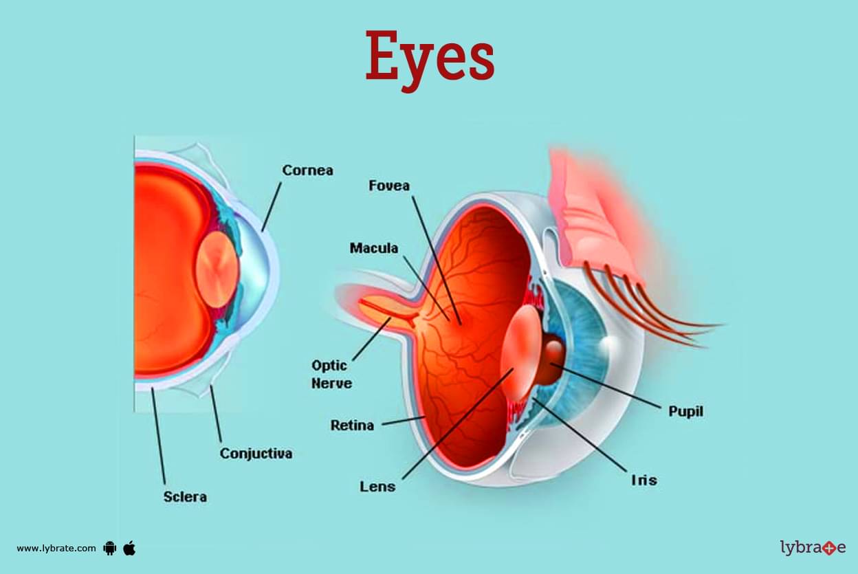 External and internal eye anatomy: MedlinePlus Medical Encyclopedia Image