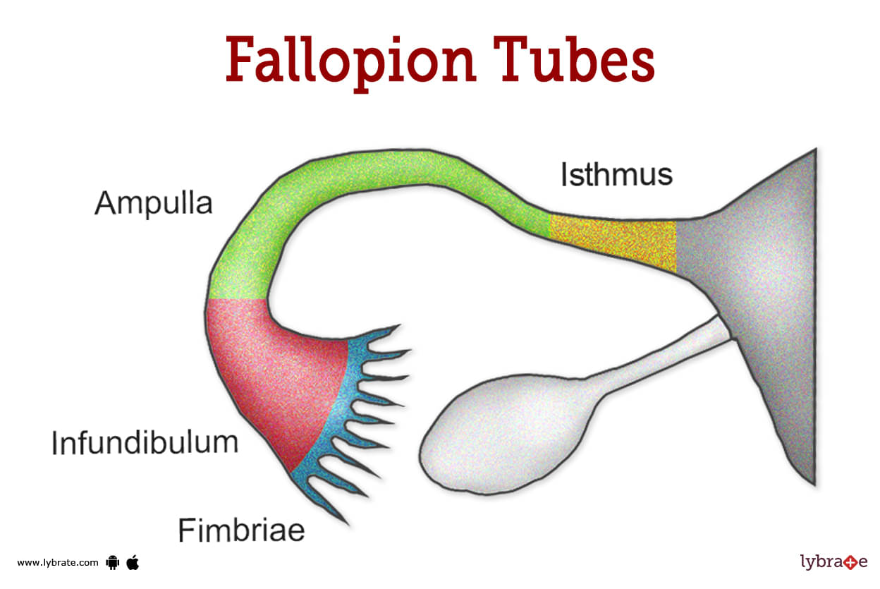 travel inside fallopian tube