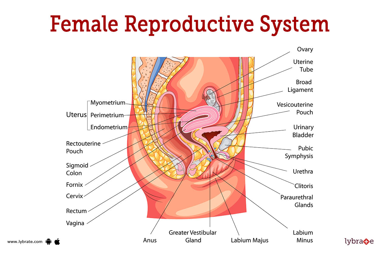 female reproductive system front view labeled