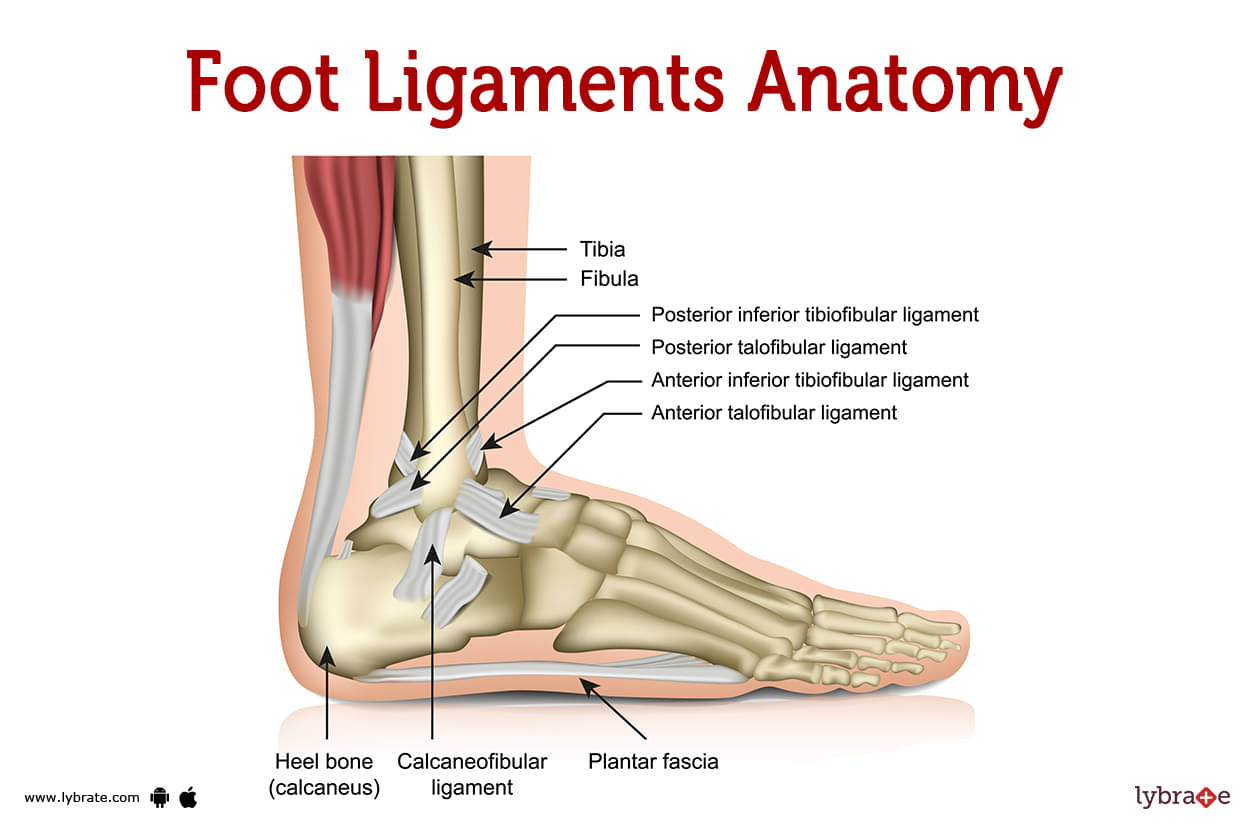 Foot bones: Anatomy, conditions, and more