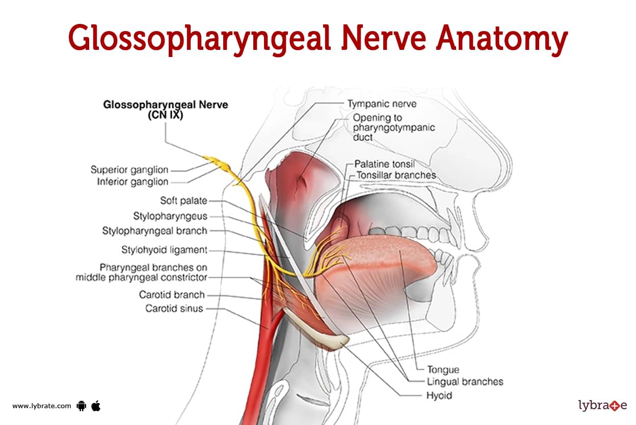 Glossopharyngeal Nerve Human Anatomy Image Functions Diseases And Treatments 7111