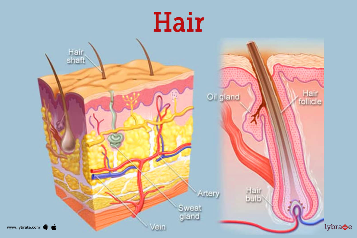 Hair (Human Anatomy): Image, Functions, Diseases, and Treatments
