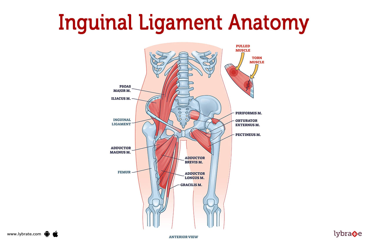 Clinical Anatomy & Operative Surgery - Inguinal canal and spermatic cord |  Facebook