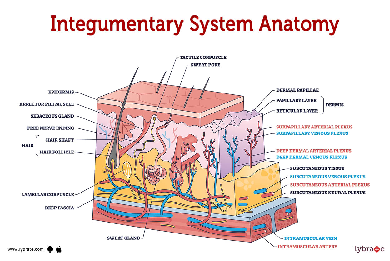 human integumentary system organs