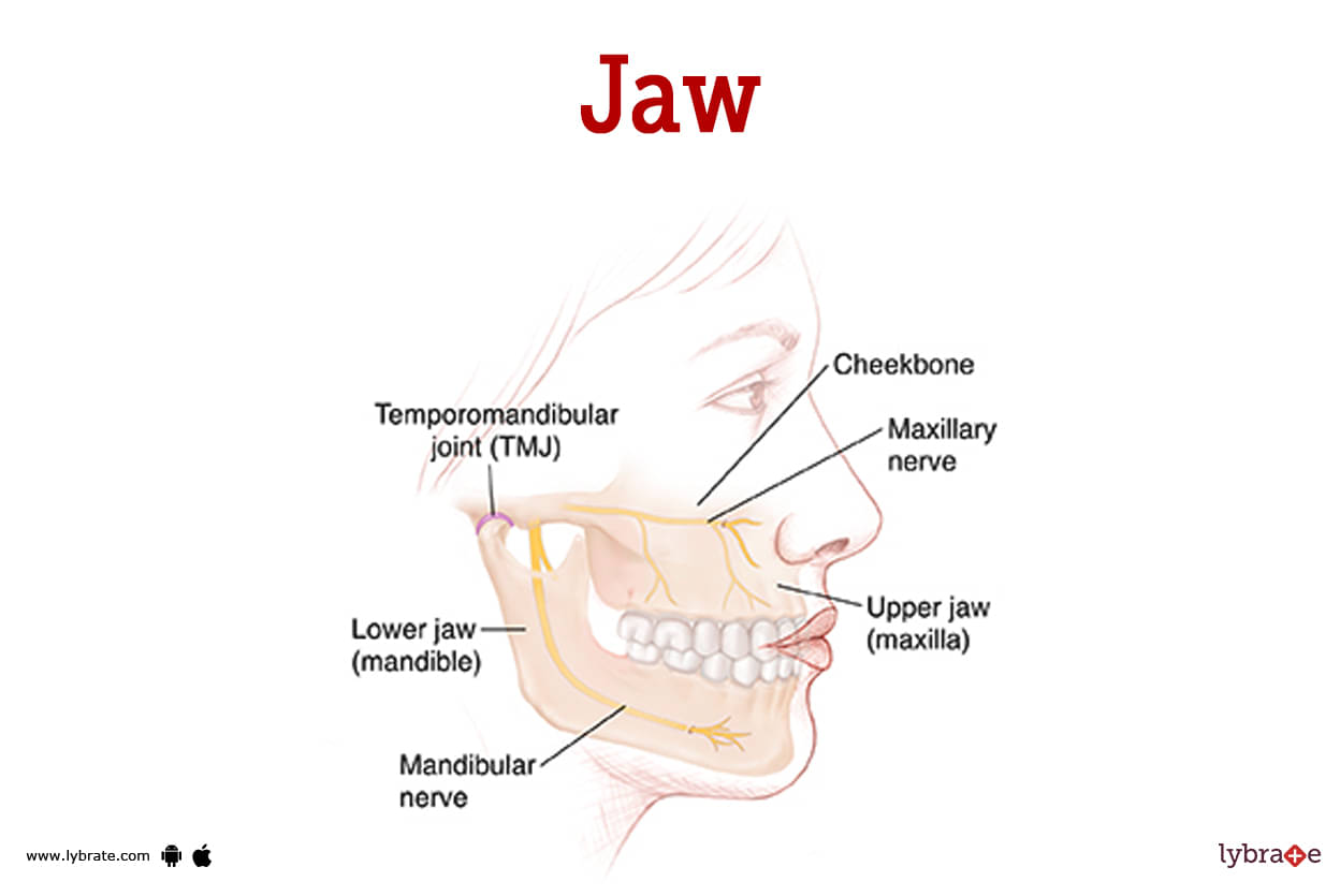 Jaw Anatomy