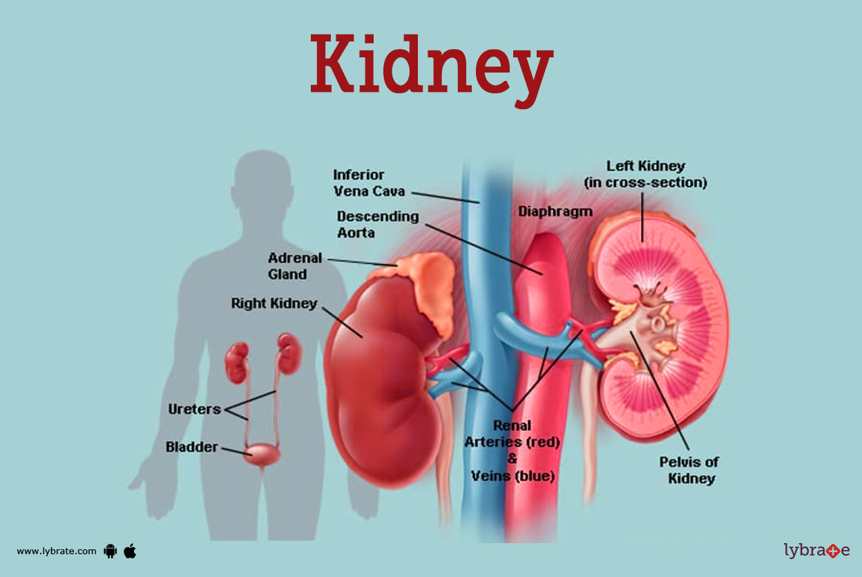 Kidneys Anatomy Picture Function Diseases Treatments And Medicines