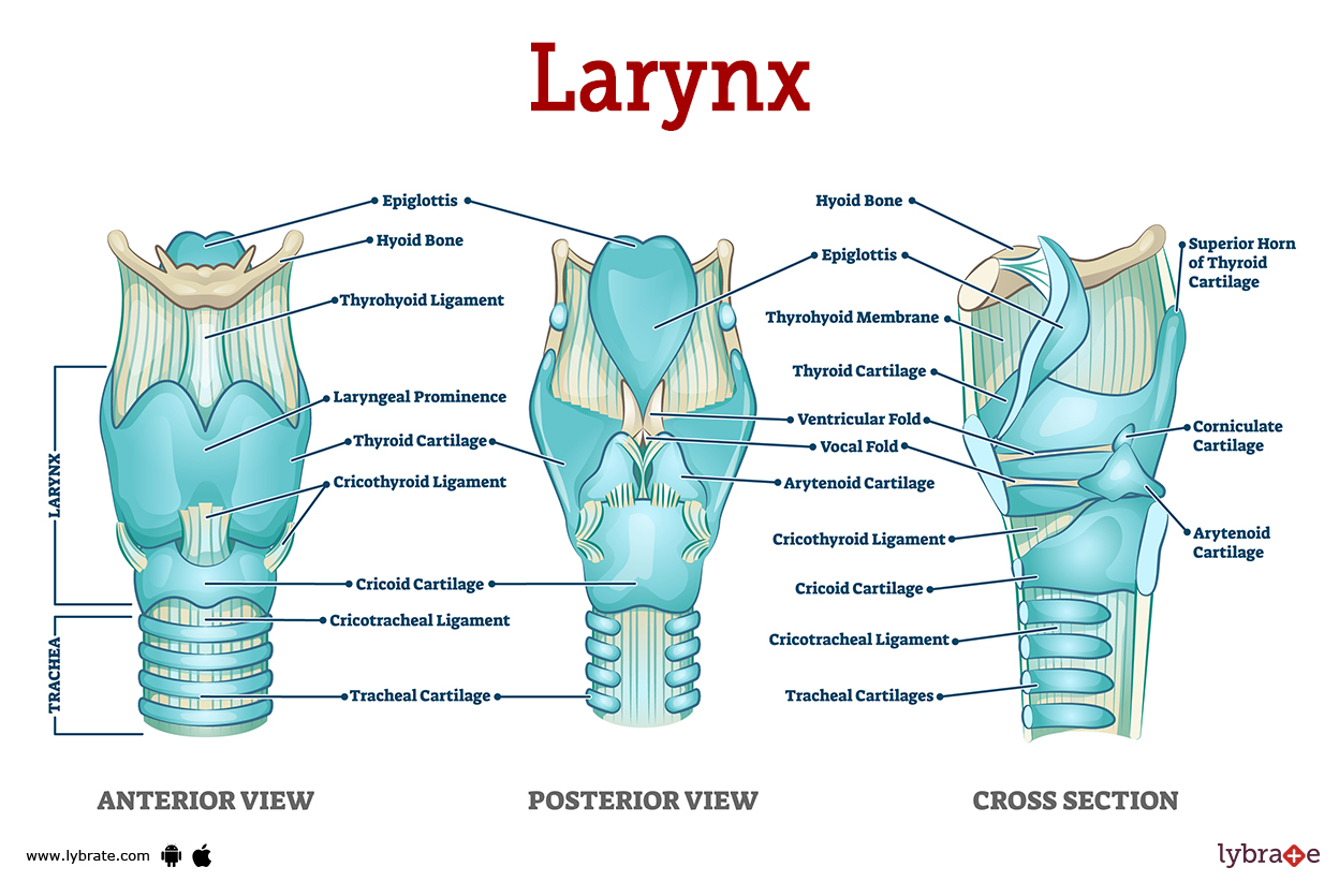 Other Name For Larynx And What It Does Outlet Dakora co