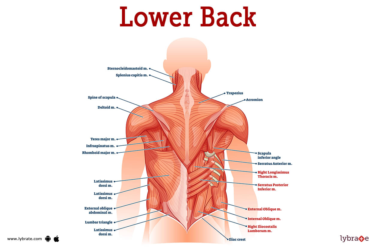 Lower Back (Human Anatomy): Image, Function, Diseases, and Treatments