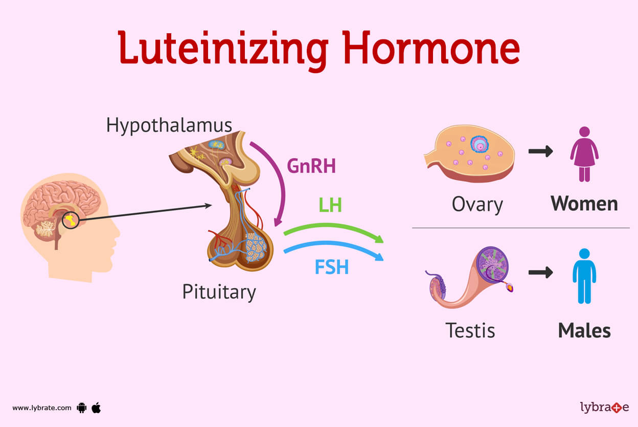 Luteinizing Hormone Human Anatomy Image Functions Diseases And