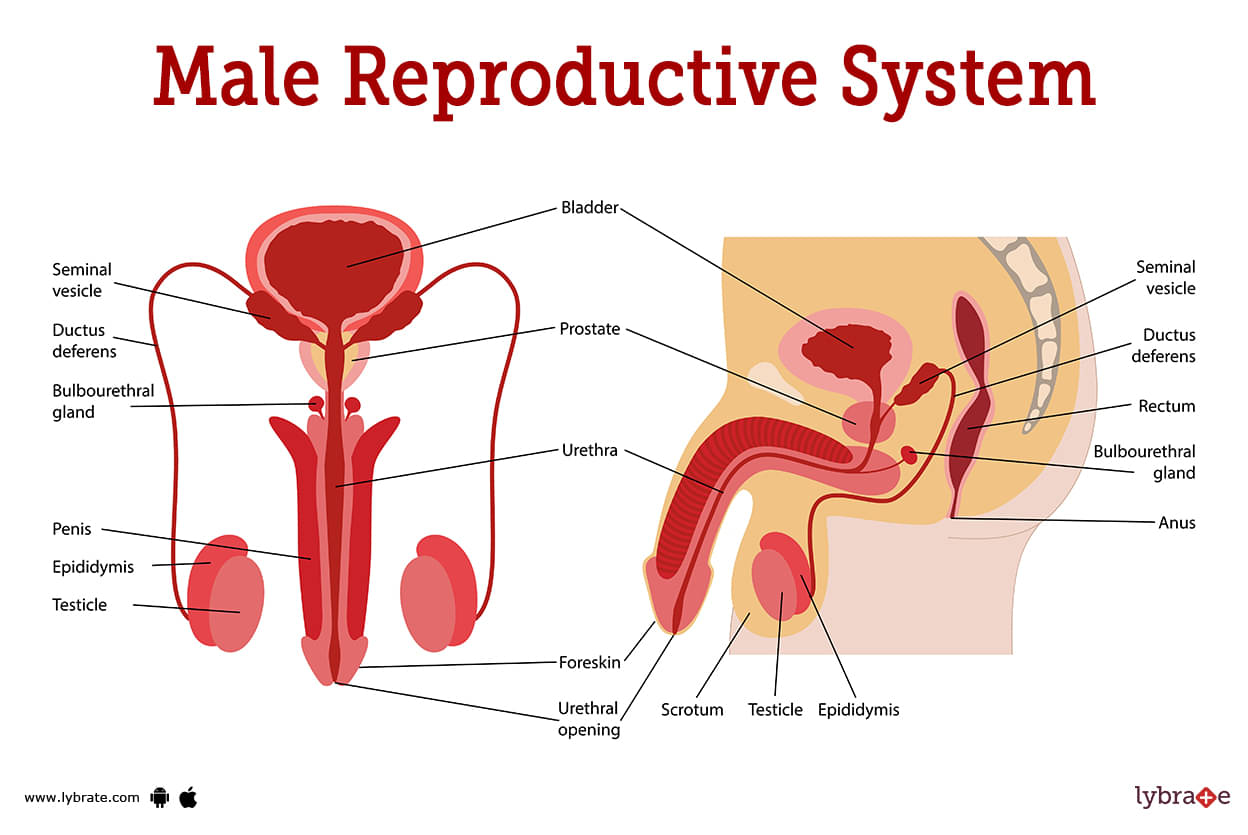 male reproductive system diagram blank