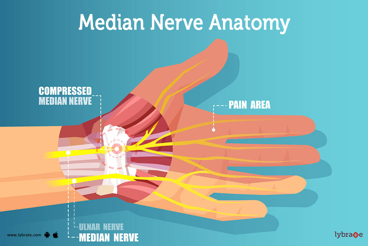 Median Nerve (Human Anatomy): Image, Functions, Diseases and Treatments