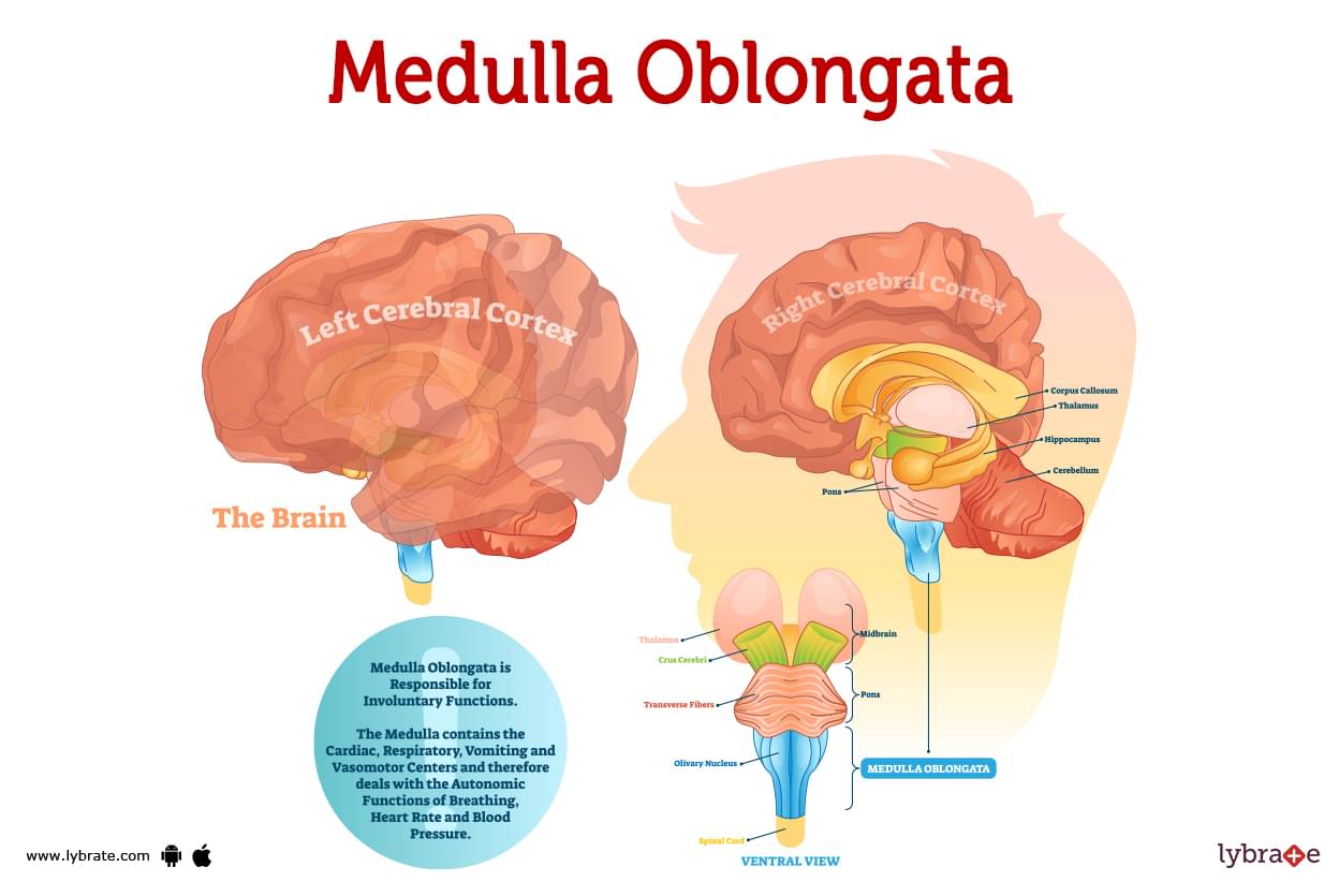 Medulla Oblongata (Human Anatomy): Picture, Functions, Diseases