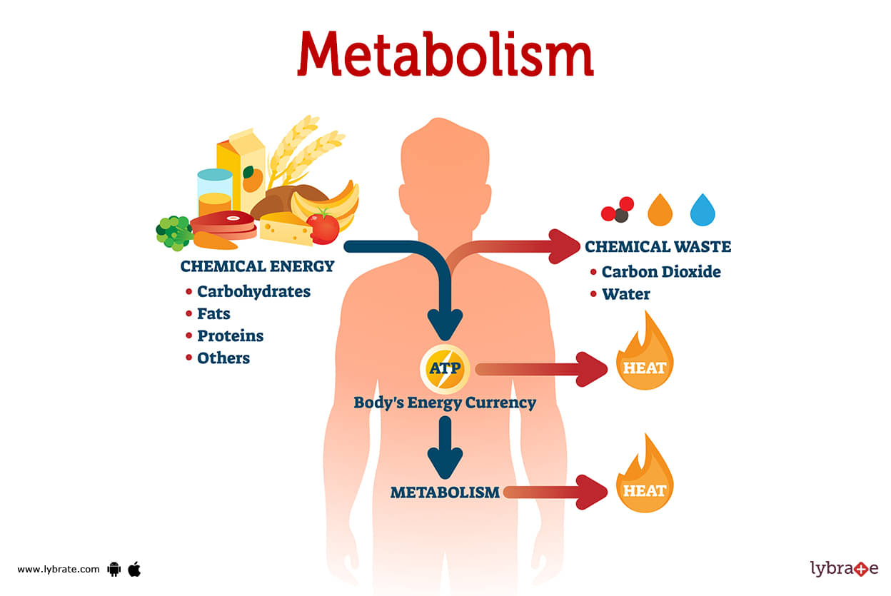 Understanding your metabolism