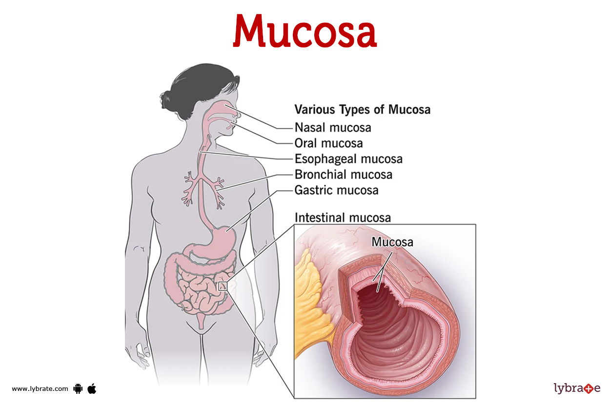 Structure And Function Of Mucosa Infoupdate