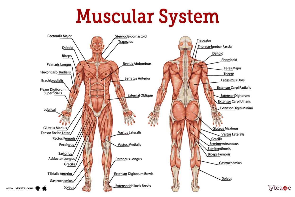 Cuántos musculos tiene el cuerpo humano