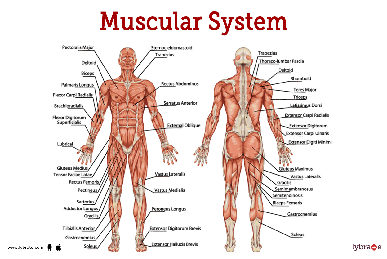 Top 25 Best Muscular System Facts Muscles Fun Facts 53 OFF