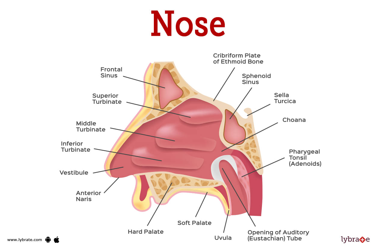 human nose bone anatomy