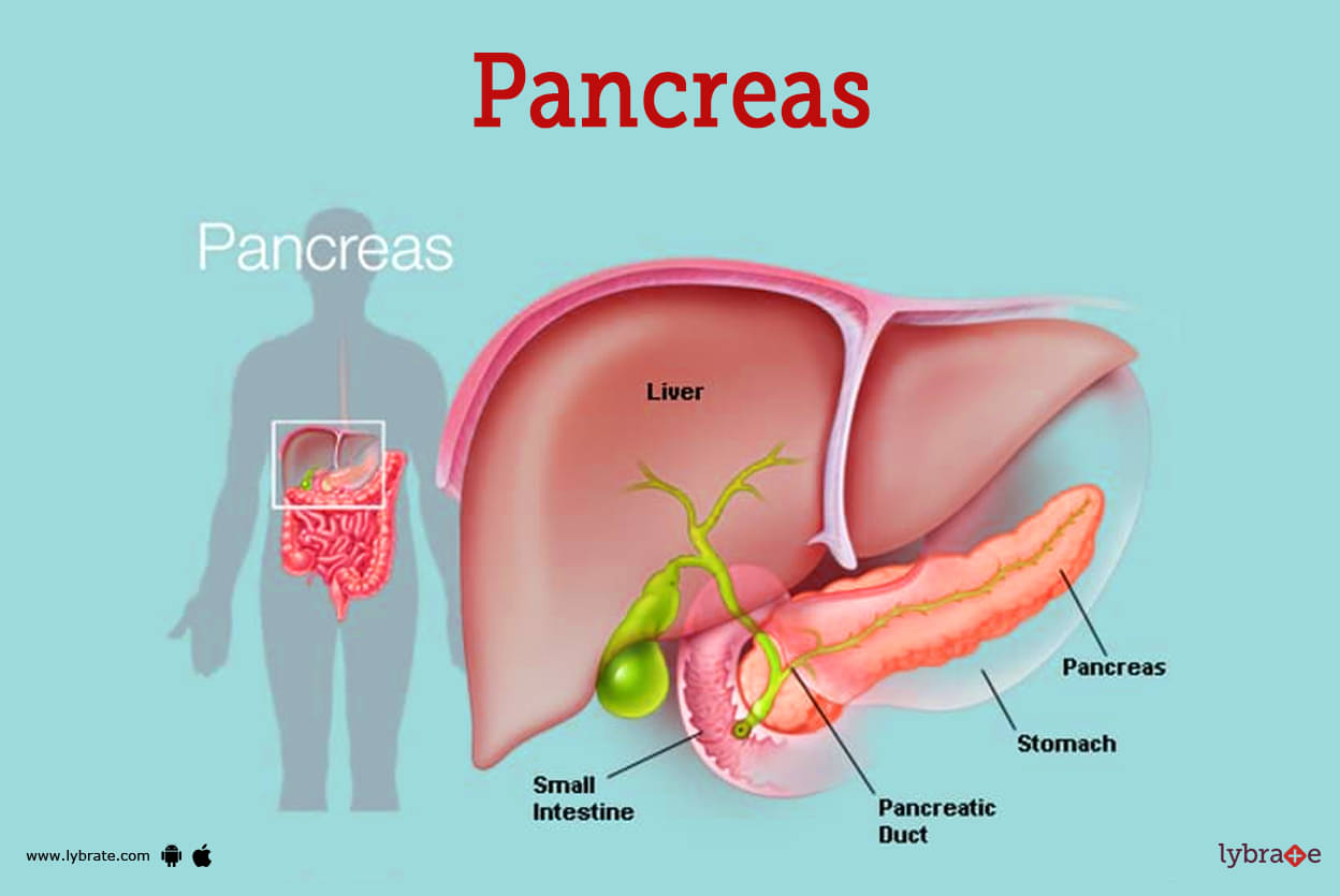 pancreas gland function