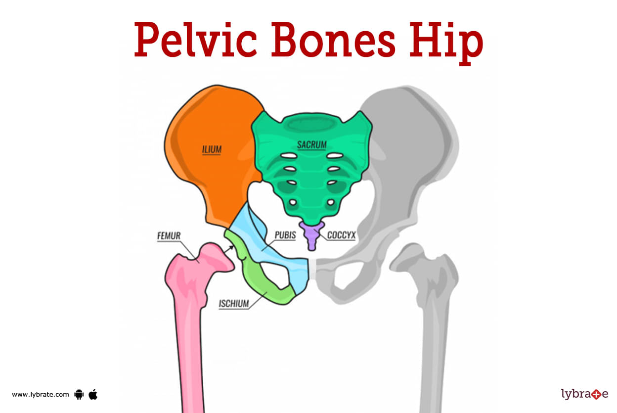 Pelvic and Hip Bones, Labeled Side View on White Stock Illustration