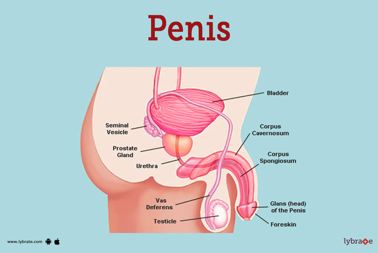 Penis (Male Anatomy): Diagram, Function, Diseases, and More