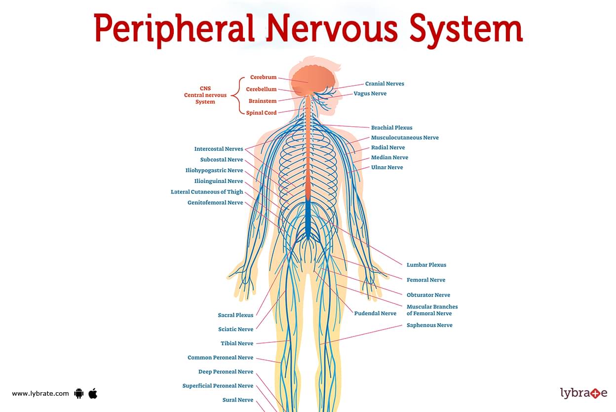 Human Body Back Nerves