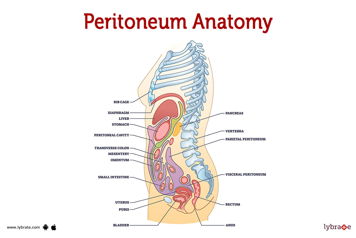 abdominal cavity anatomy