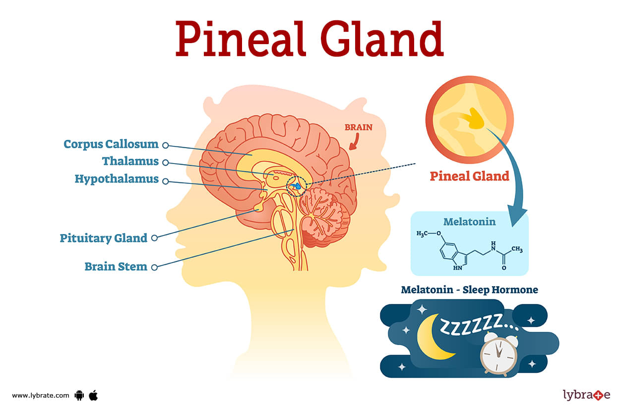Pineal Gland Human Anatomy Picture Functions Diseases And Treatments 4514