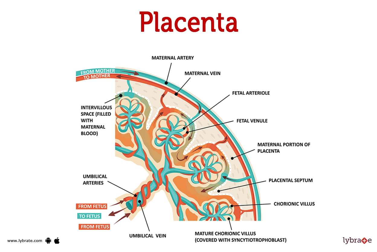 14+ Simple Placenta Diagram - InderpalSajmon