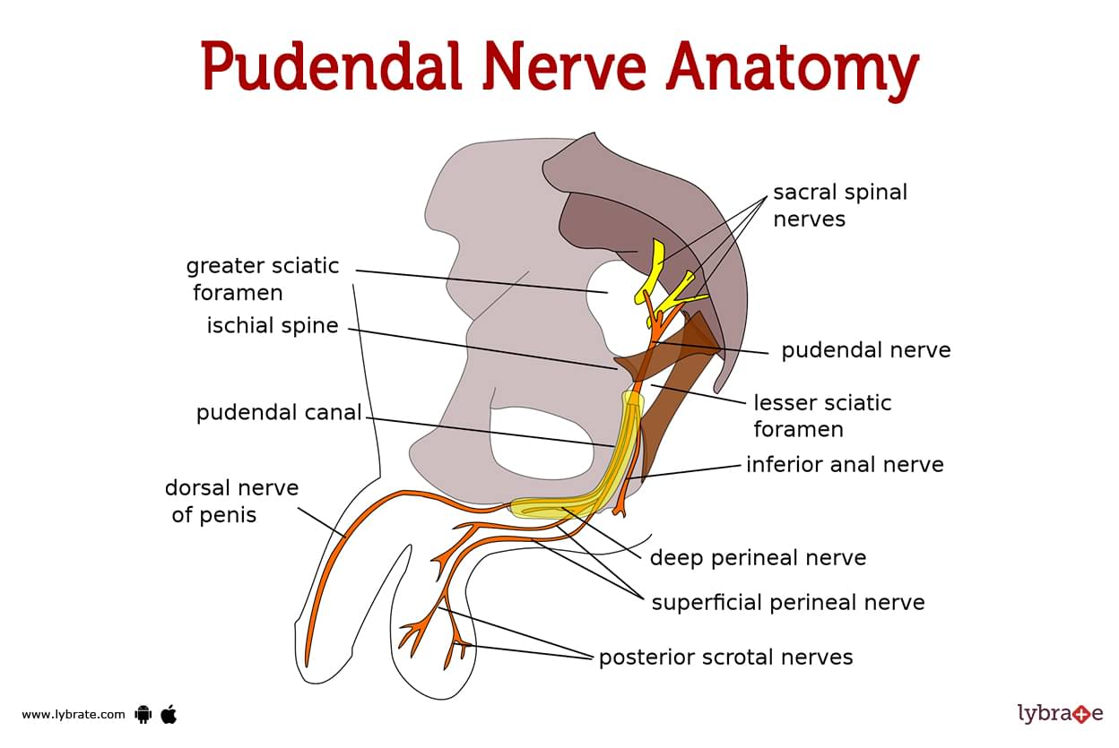 How To Diagnose Pudendal Nerve Entrapment