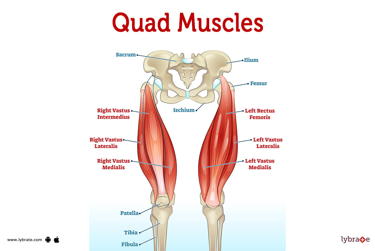 muscular quadriceps