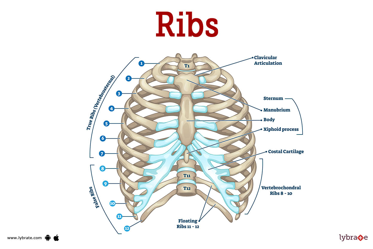 Ribs Human Anatomy Picture Functions Diseases And Treatments 9426