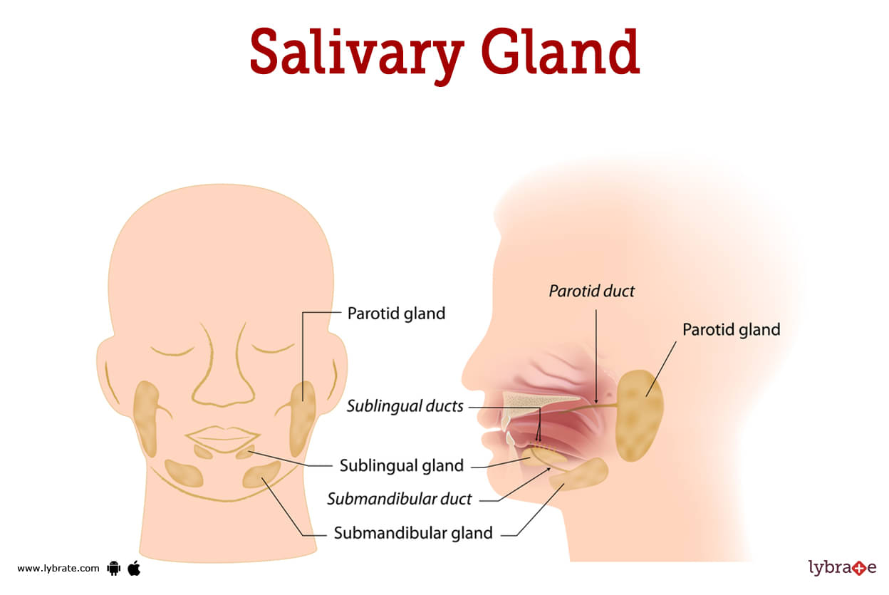 Salivary Gland (Human Anatomy): Picture, Functions, Diseases, and Treatments