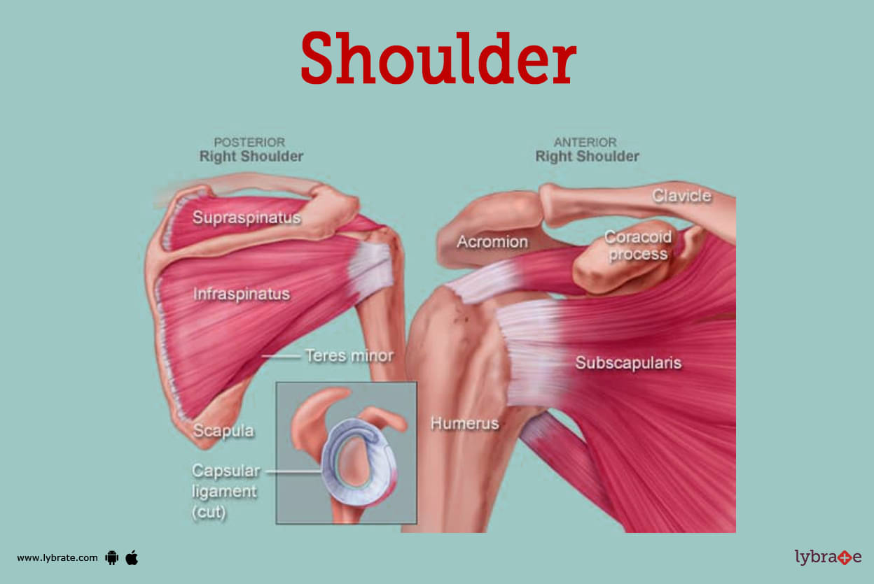 Shoulder Human Anatomy: Image, Function, Parts, and More