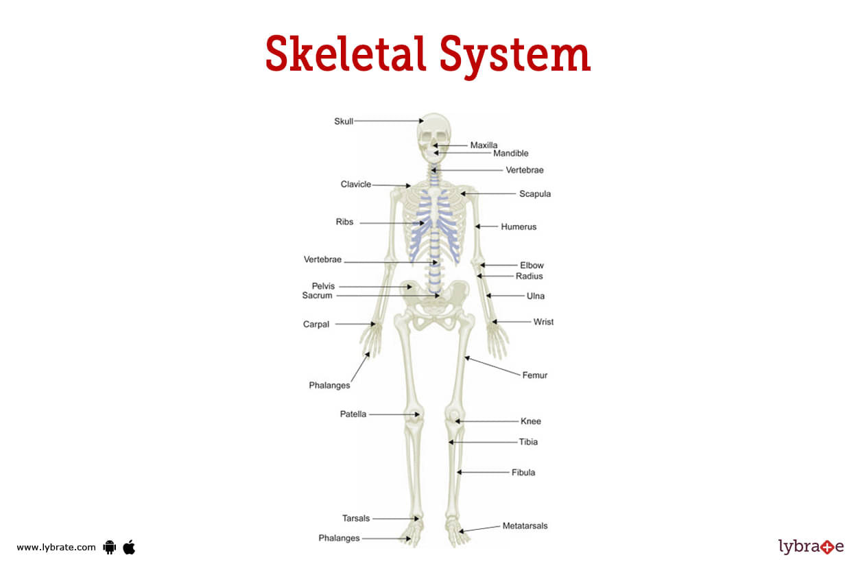 Skeletal System Human Anatomy Picture Functions Diseases And Treatments