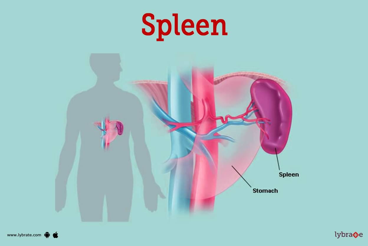 Spleen Diagram   Image Of The Spleen 