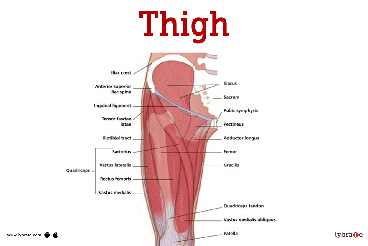 Thigh Human Anatomy Image Function Diseases And Treatments