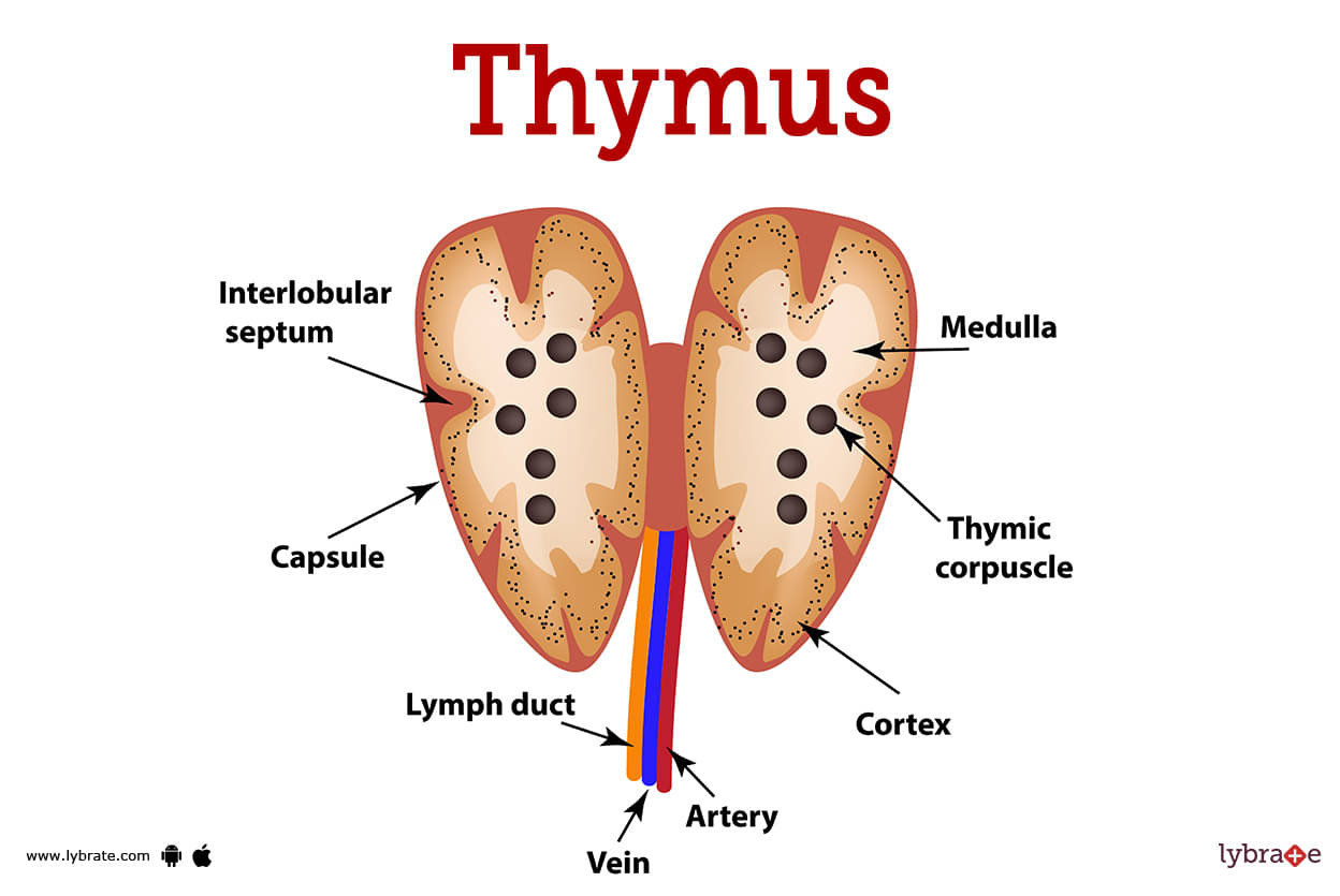 thymus gland
