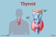 Human Thyroid Function