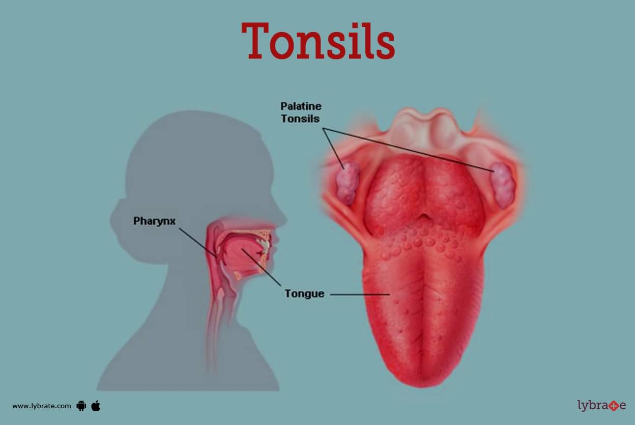 tonsil crypt anatomy