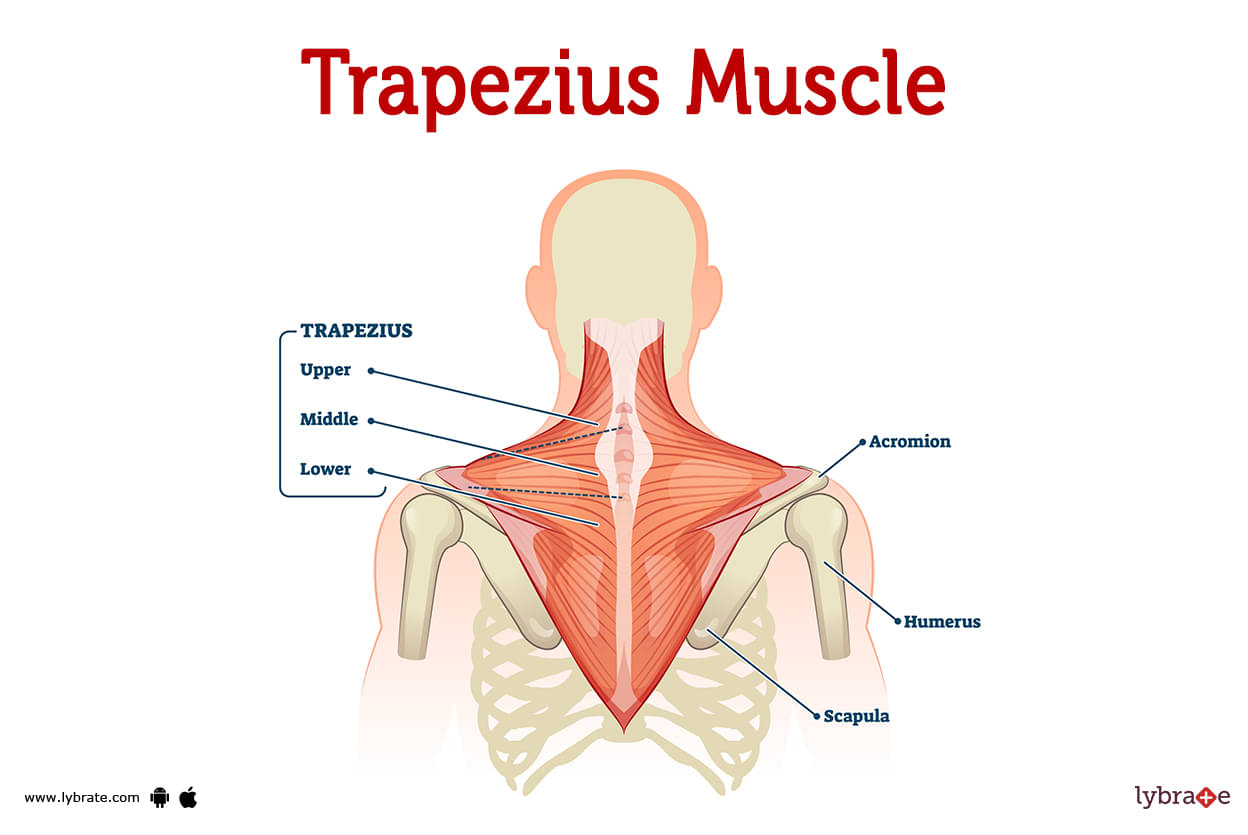 Trapezius Muscle (Human Anatomy): Image, Functions, Diseases and
