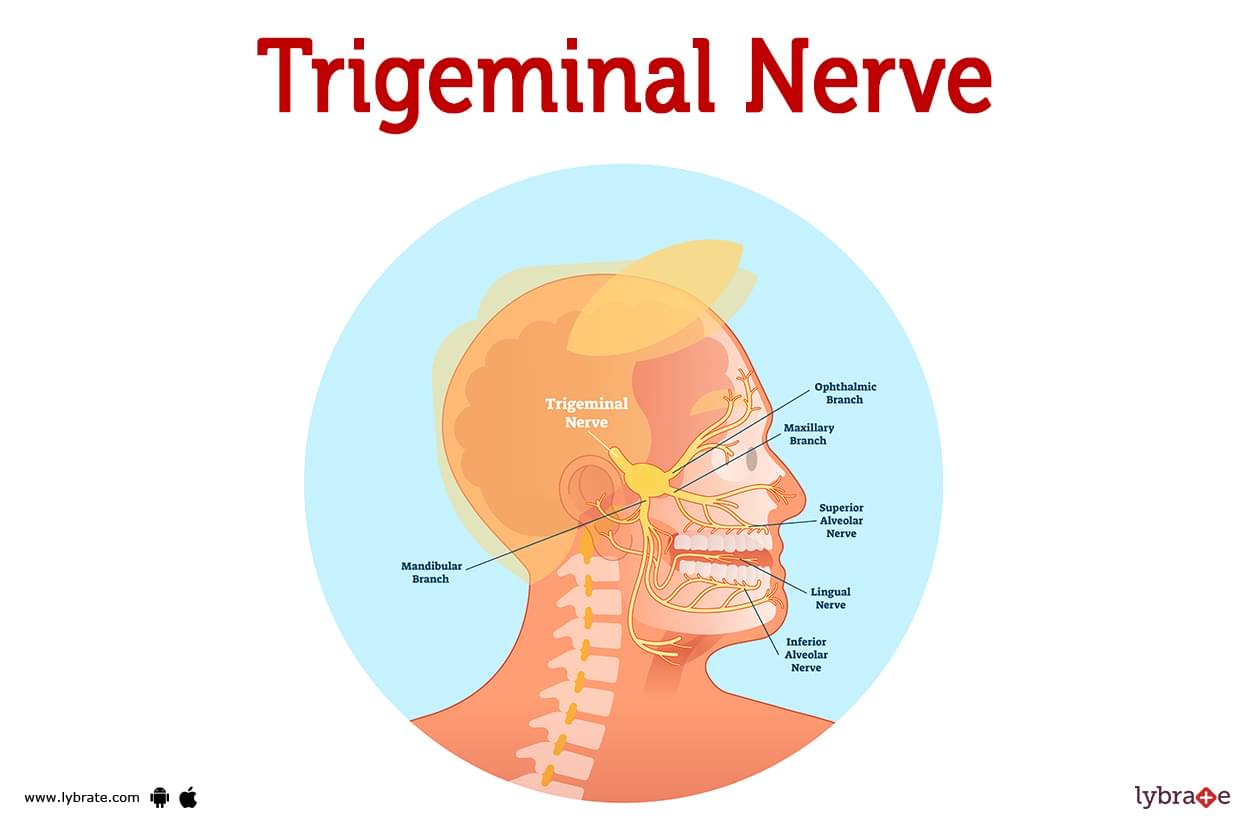 Trigeminal nerve Anatomy - The Mandibular nerve 