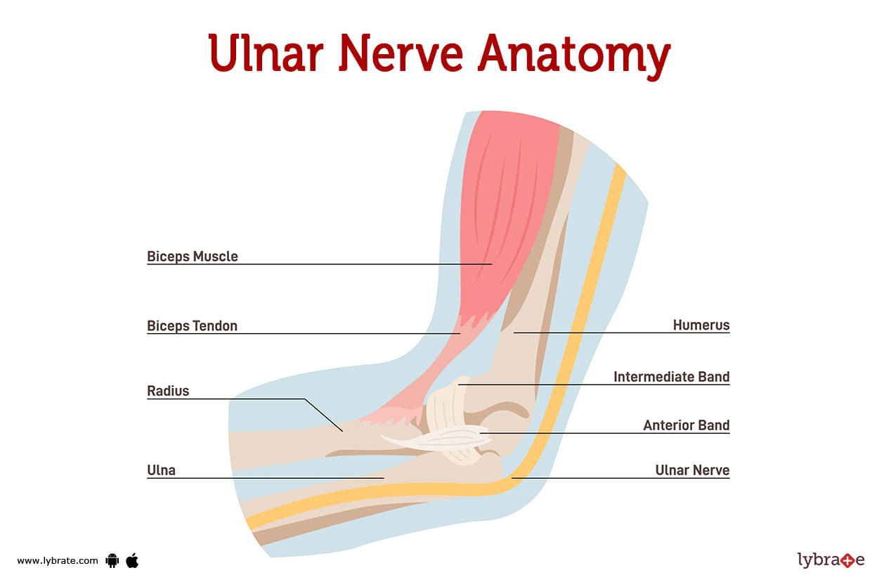 Ulnar nerve: Origin, course, branches and innervation