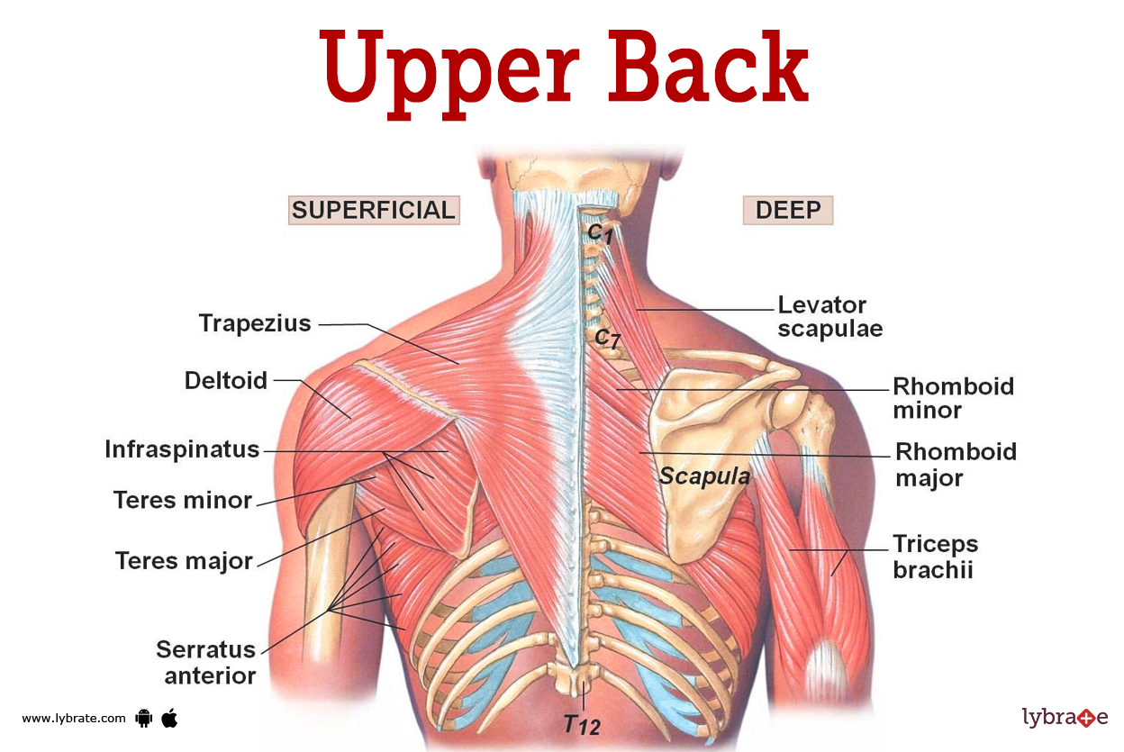 Upper Back Human Anatomy Picture Functions Diseases And Treatments