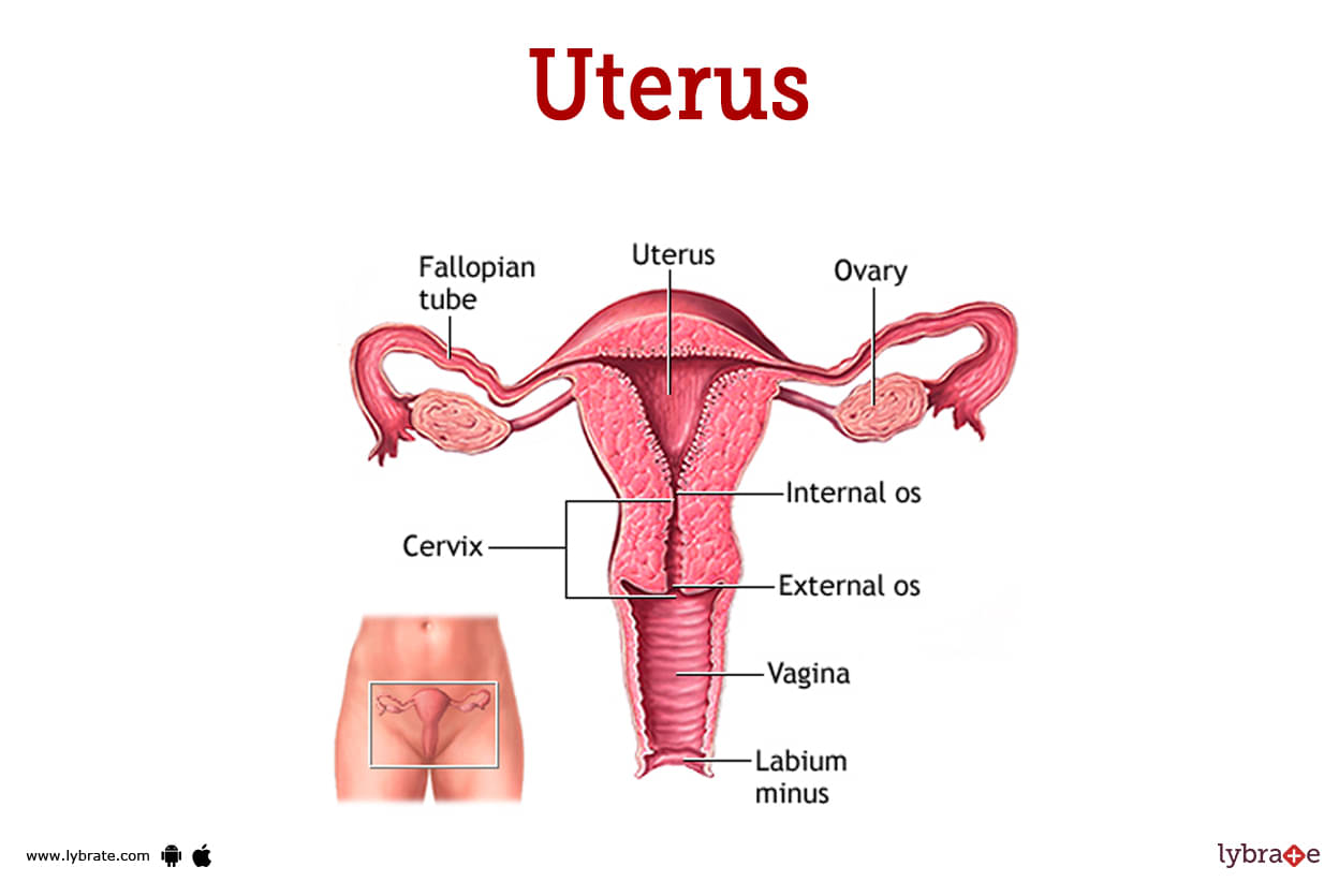 human uterus diagram