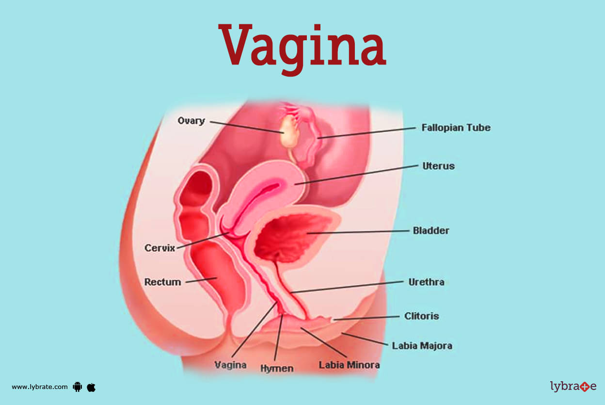 Female Sexual Anatomy  Vulva, Vagina and Breasts