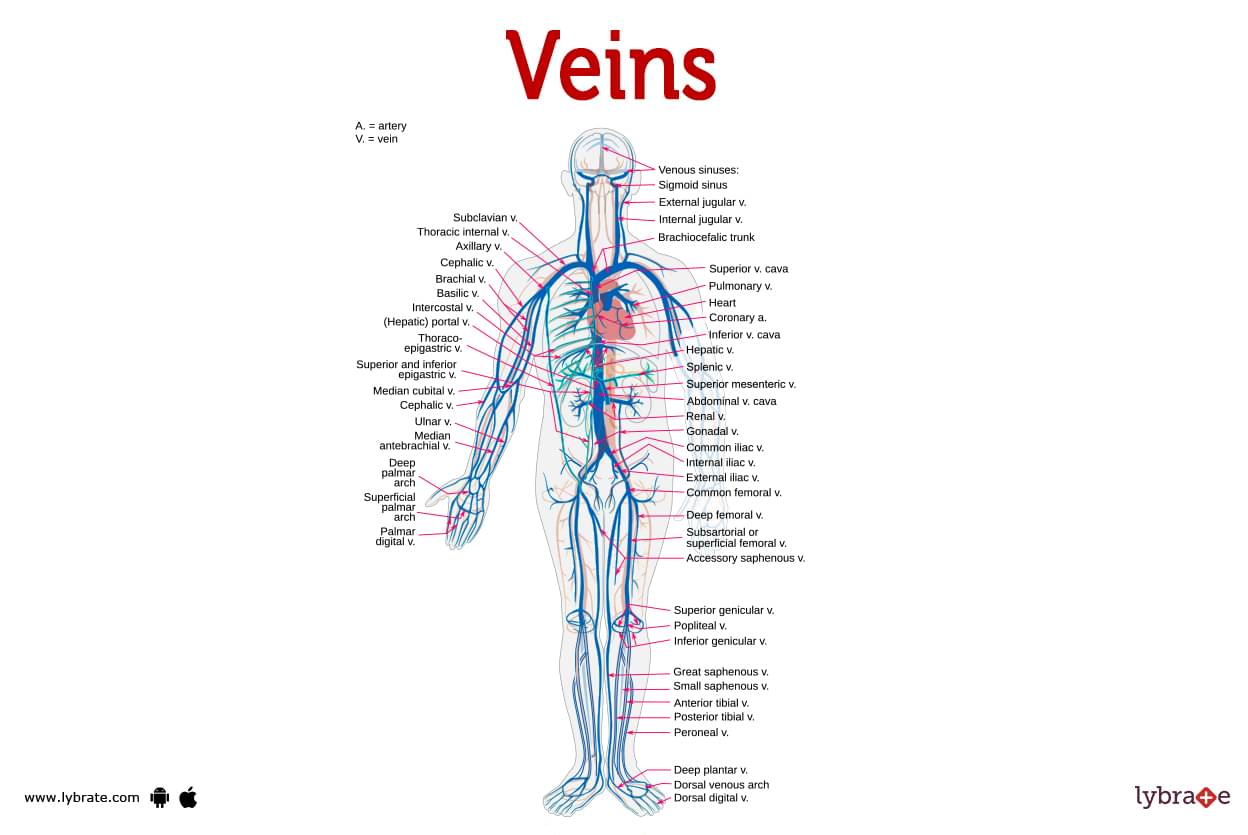 Veins Image (Human Anatomy): Picture, Functions, Diseases, and