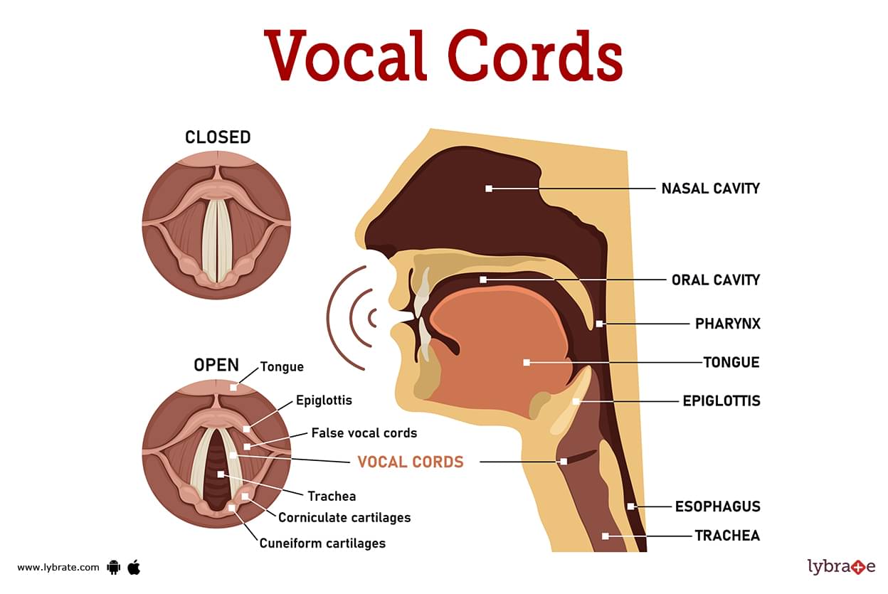 Vocal Cords Human Anatomy Picture Functions Diseases and