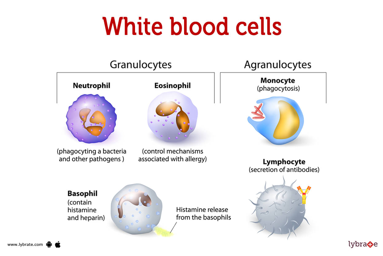 jaringan darah putih